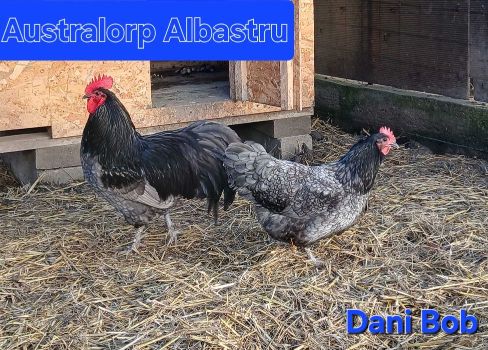 Oua de incubat / puisori de gaina rasa Australorp & Wyandotte