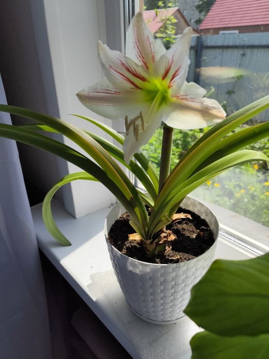 Комнатные цветы не дорого