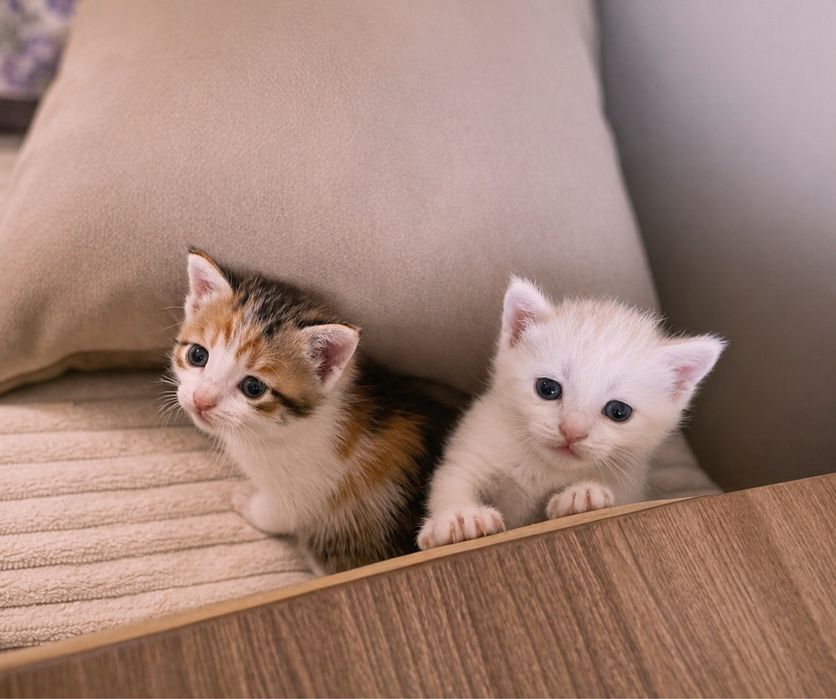 Отдам котёнка в добрые руки