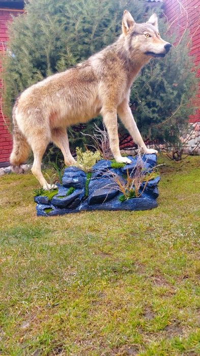 Продам имитацию волка муляж