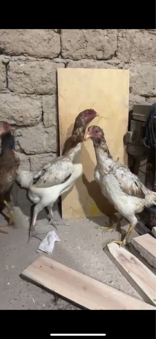 3 дакан мекен сатылады срочнааа