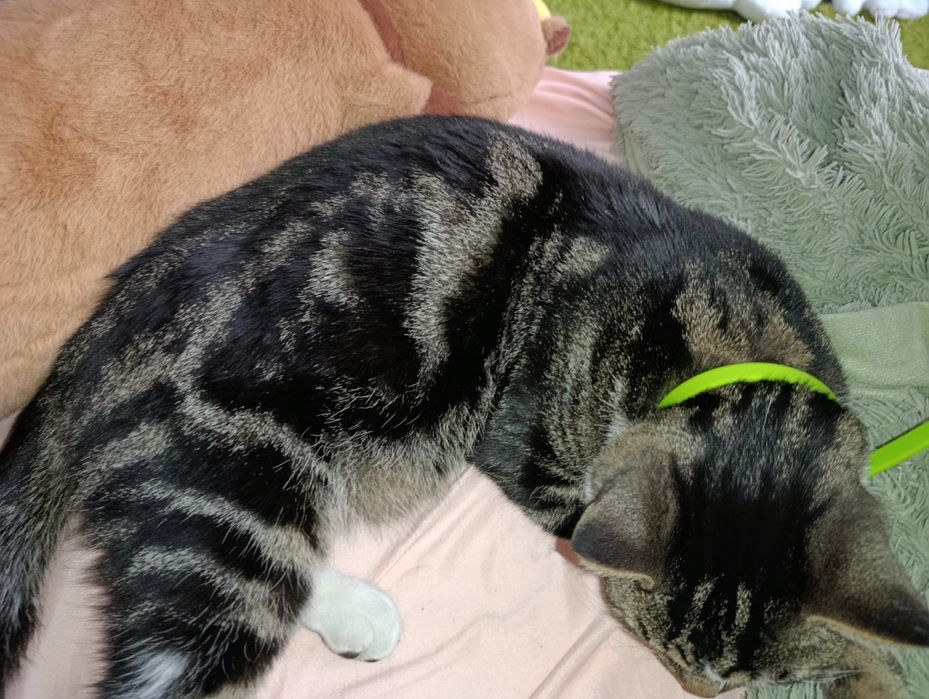 Британский мраморный кот