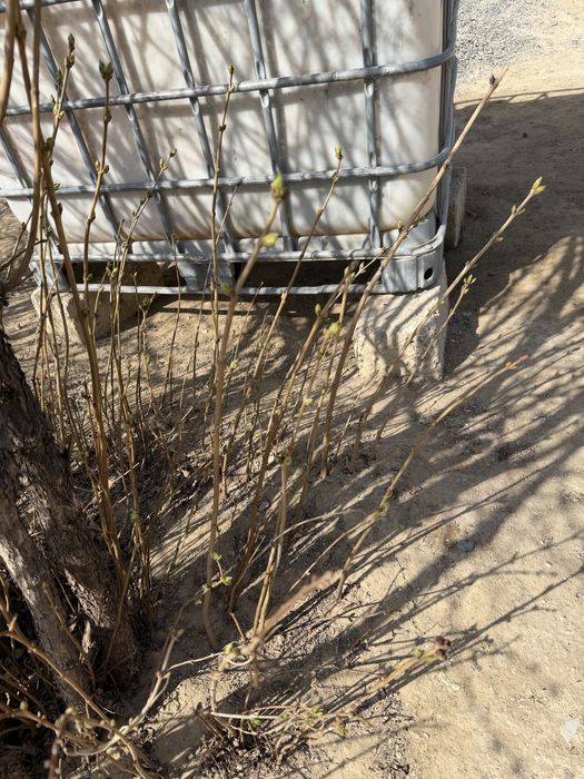 Сирень 1 шт 500тг