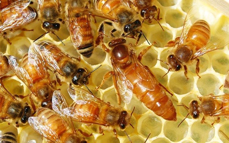 Familii albine sănătoase și bine dezvoltate