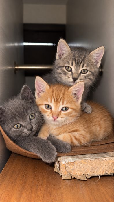 Котята 1,5 месяцев