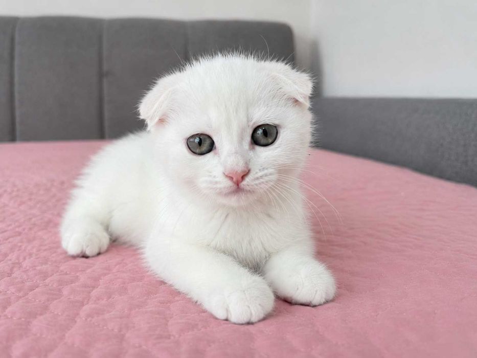 Pisicuță albă Scottish Fold, cu Pedigree