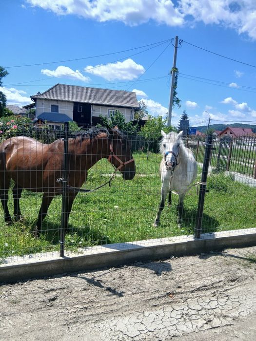 Iapa Murgă de vânzare