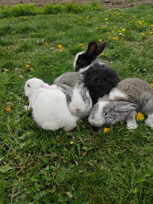 Iepurași hycole sanatosi