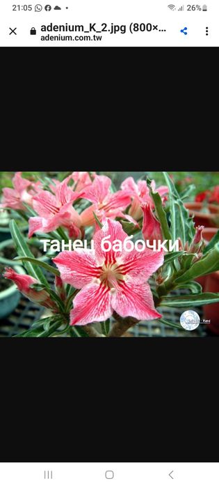 Семена сортового адениума