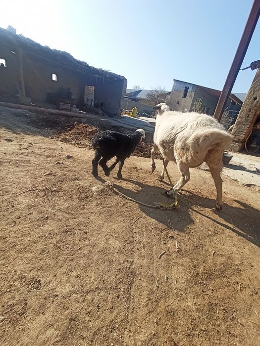 Ona bala qóy sotiladi