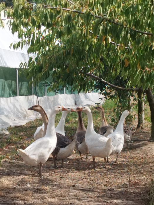 Gâște de vanzare