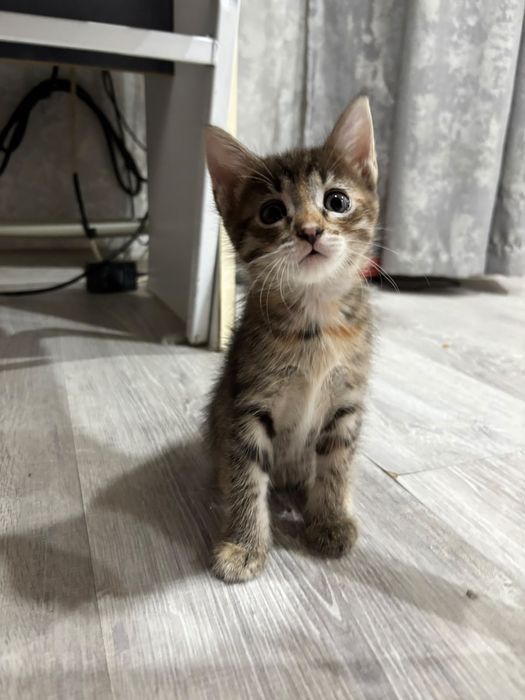 Отдам котят в добрые руки
