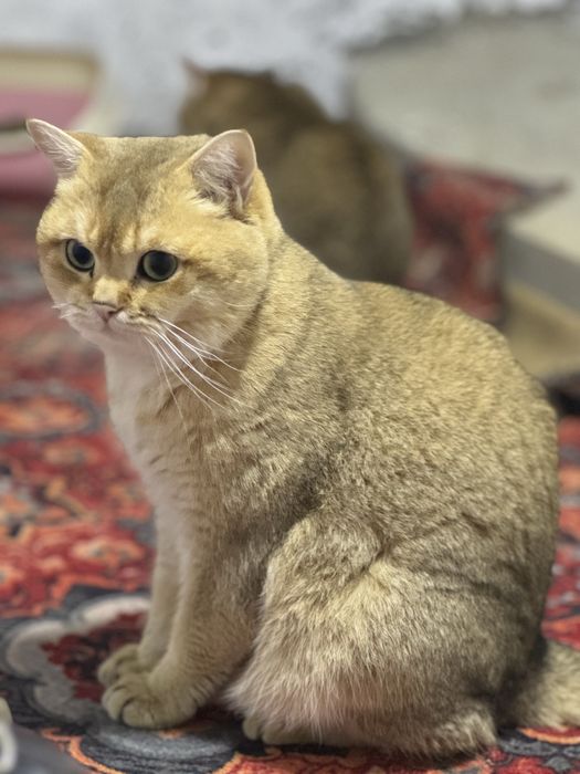 Британская золотая Шиншилла. Вязка, Жуфтлашиш