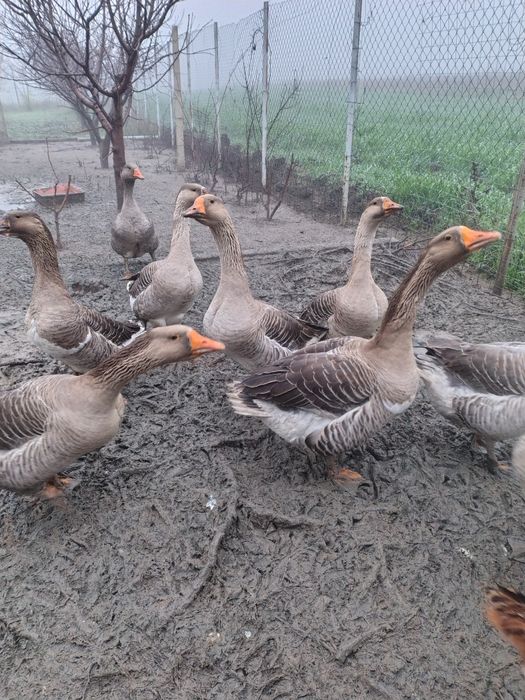 Vand gaste crescute natural 7-8kg