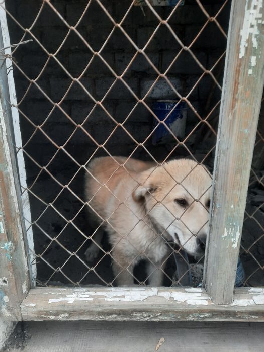 Продам щенок 4 месяць