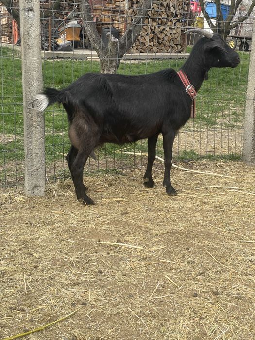 Capra metis de alpin cu anglo nubian cu un ied si o iada