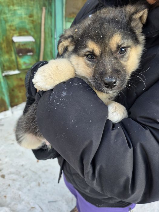 Щенки срочно ищут дом