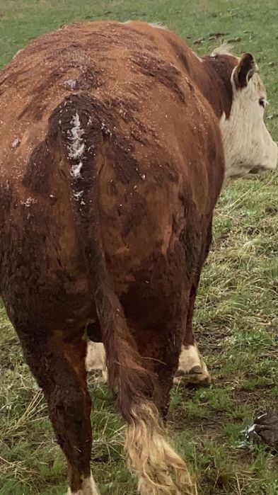 КРС, племянной бык герефорд