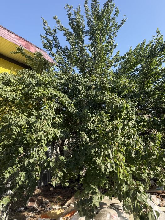 Дрова бесплатно самовывоз