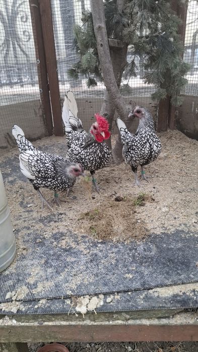 Oua sebright auriu, argintiu