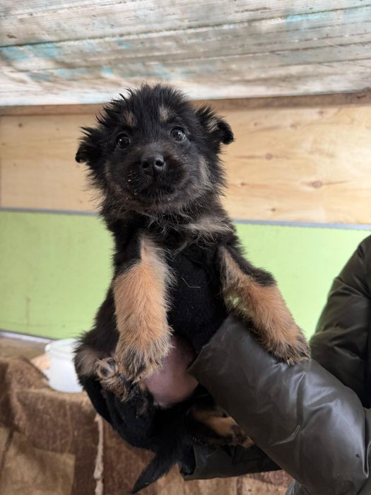 Дарю щенят.     .