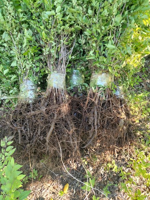 Живая изгородь, акация, карагач, смородина вязь