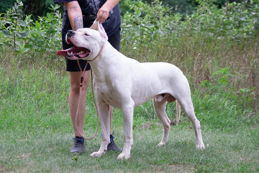 Mascul Dog Argentinian cu Pedigree URGENT