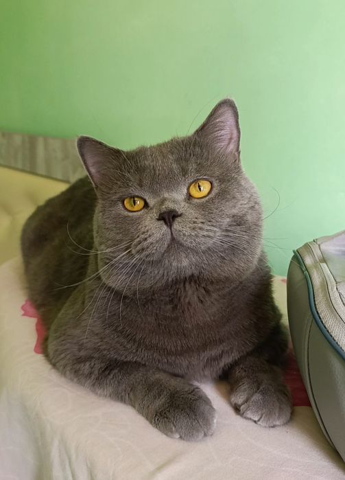 Продажа. Кот породы скоттиш страйт Барни 2 года.