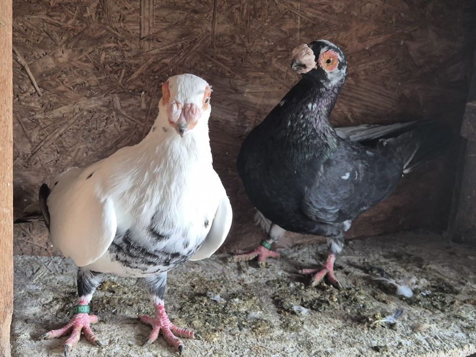 Vând porumbei voiajori