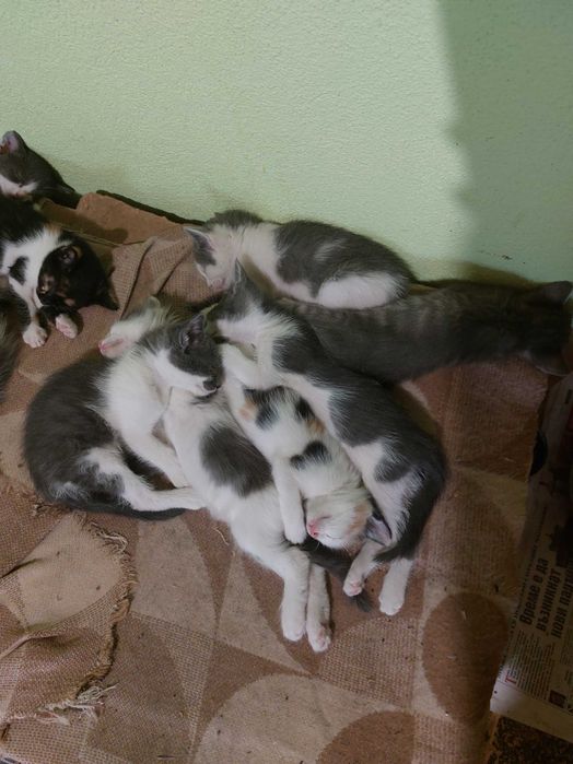 Подарявам котенца