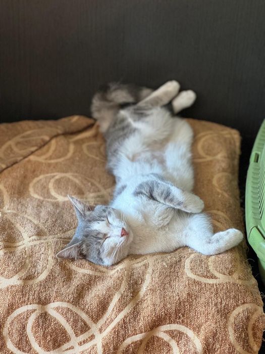Отдадим кота в заботливые руки