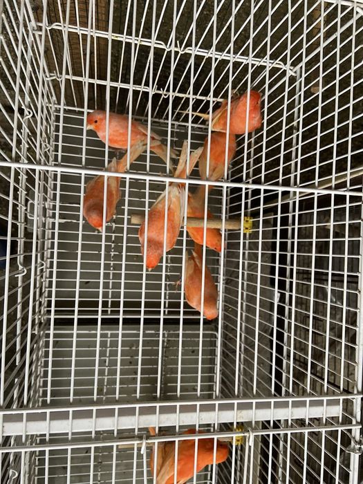 Canari rosi 2025 inelati cu inel inchis