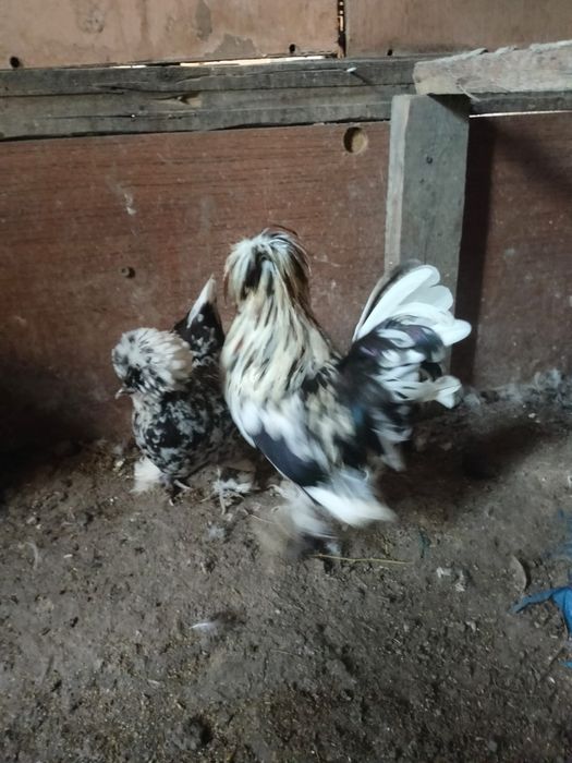 Продаётся султанки пара