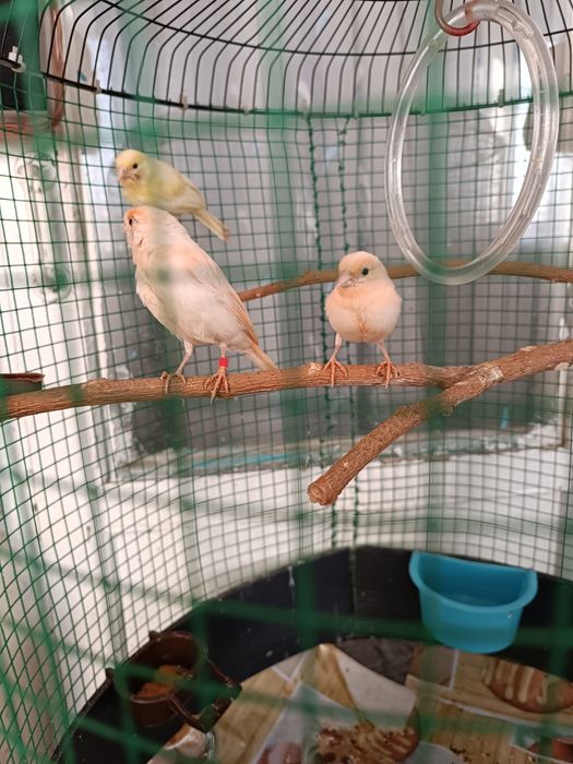 Канарейки Мозайки !!!