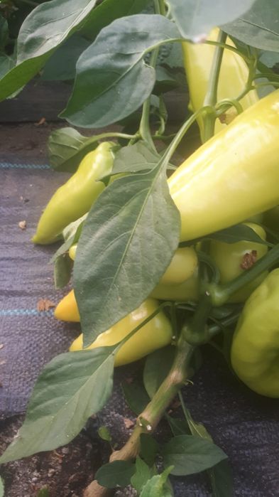 Vând rasaduri tomate,ardei,castraveti din samanta certificata.,dovlecei,vinete