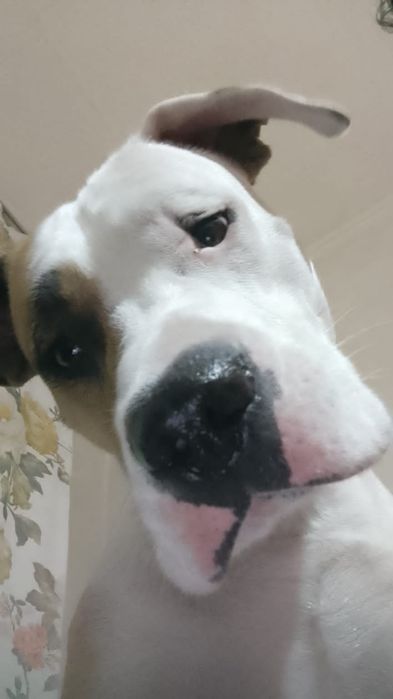 Питбуль ищет невесту