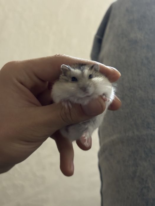 Продам хомячков джунгарских