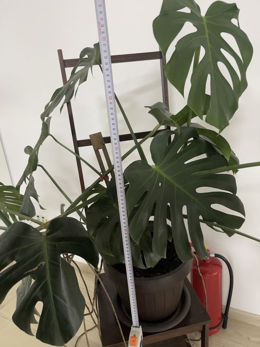 Monstera deliciosa mare