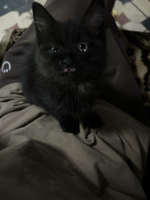 Котенок в хорошие руки