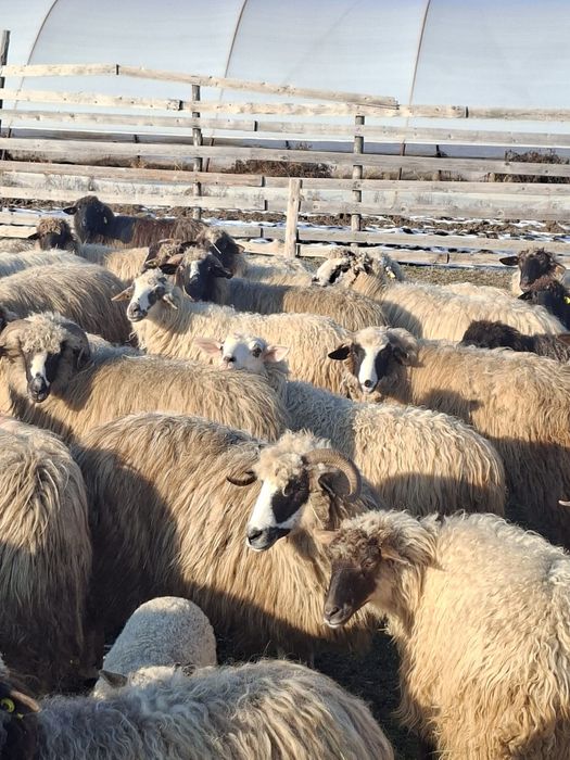 Vand 52 de oi cu miei