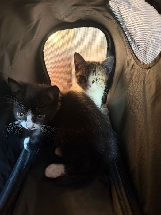 Котята бесплатно, 2 месяца