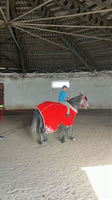 Жеребец для езды