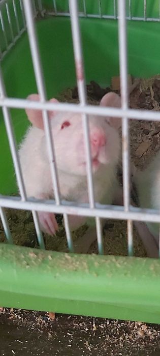 Крысята ручные, милые, домашние питомцы !!!