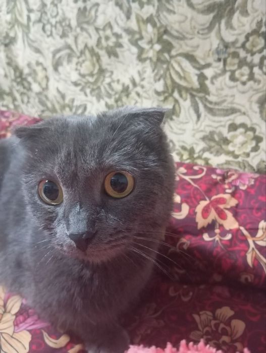 Продается котят и мат пародистие город Бухара харошим руках подарю