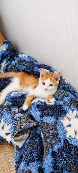 Котик-милаш ищет любящий дом