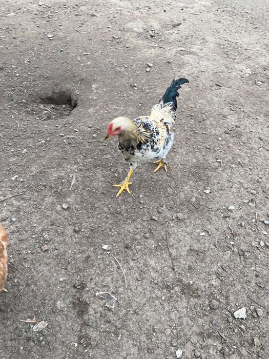 Продам домашних петухов