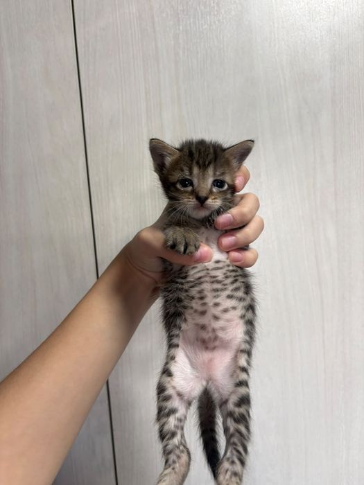 Котята бесплатно