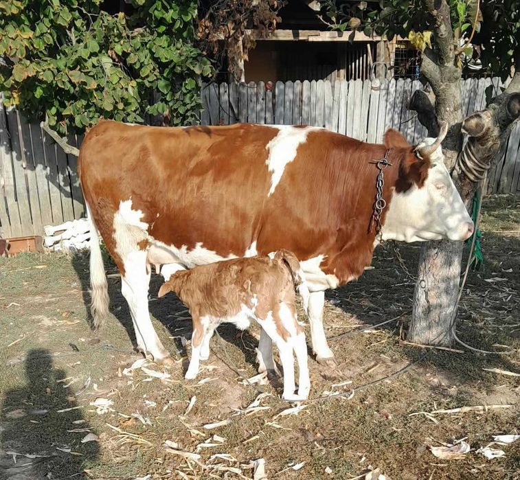 Vand vaca rasa Simmental cu vitelusa