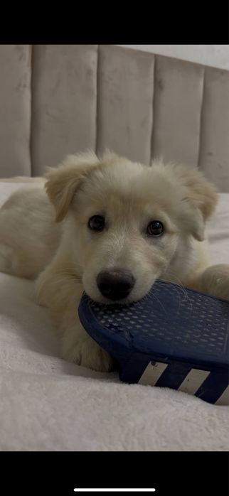 Щенок в добрые руки!