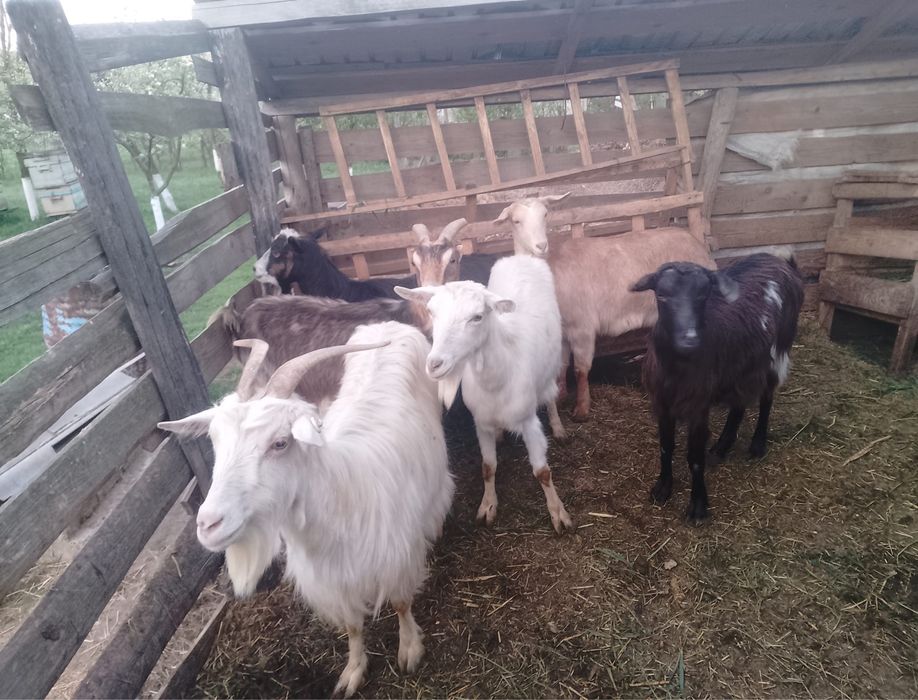 Vand 6 capre bune de lapte